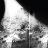 Godspeed You! Black Emperor | Asunder, Sweet And Other Distress 