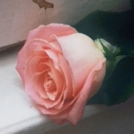 Planet Funk | Blooom