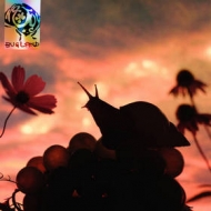 No Joy | Bugland 